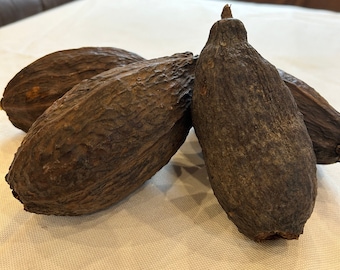 Kakaoschote, Kakaobohnen, getrocknete Kakaobohne, getrocknete Kakaofrucht, Kakaofrucht, Frucht, Bohnen, Kakao