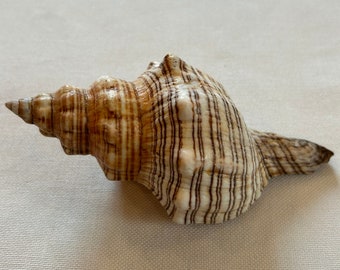 Trapezium snail, trapezium snail, Fasciolaria trapezium, sea mussel, hermit crab, snail shell, mussel