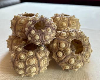 Sputnik Seeigel, Seeigel Sputnik, Seeigel, Seeigelgehäuse, Seeigel Gehäuse, Seeigel Deko, Seeigel mittelgroß, Muschel, Muschel Dekoration