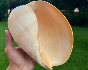 Melo Diadema, Melo Diadema XXL, Mussel XXL, Voluta melocorona, sea mussel, mussel, giant clam, sea snail, snail shell