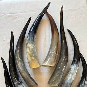 Corne de bœuf polie, Cornes de bœuf polies, Corne de bœuf, Cornes de bœuf, Vraies cornes de bœuf, Corne de bœuf géante, Cornes de vache, Corne à boire
