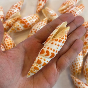 Mitra Mitra, gemeine Bischofsmütze, Mitraschnecke, Mitra Shell, Meeresmuschel, Muschel, Maritime Deko, Muschel Deko, natürliche deko