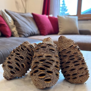 Pode incluir: Três vagens de sementes secas e espinhosas de cor castanho com um padrão de favo de mel. As vagens estão dispostas sobre uma superfície branca.