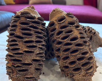 Banksia Grandis, Cono Banksia, Cono Banksia, Cono, Cono Exótico, Cono Natural, Vainas Banksia, Vainas, Decoración Natural, Hotel de Insectos