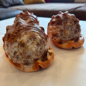 Pode incluir: Duas grandes conchas marrons e brancas com padrões intrincados. As conchas estão sobre uma superfície branca.