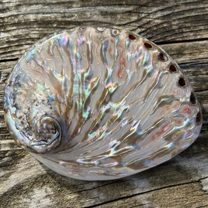 Abalone polished, polished abalone, abalone, abalone shell, paua shell, soap dish, incense bowl, shell