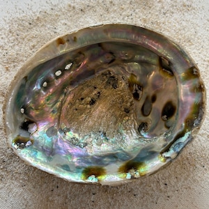 Abalone, conchiglia di abalone, abalone naturale, abalone naturale, portasapone, ciotola per incenso, conchiglia di madreperla, conchiglia
