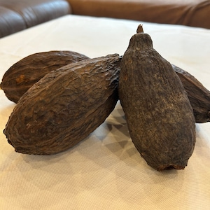 Kakaokapsel, kakaobönor, torkad kakaoböna, torkad kakaofrukt, kakaofrukt, frukt, bönor, kakao