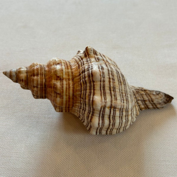 Trapez-Schnecke, Trapezschnecke, Fasciolaria trapezium, Meeresmuschel, Einsiedlerkrebs, Schneckenhaus, Muschel