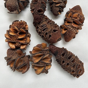 Banksia hookeriana, cone, natural cone, exotic cone, tree fruit, dried fruit, natural decoration