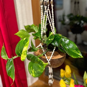 Shell hanging basket, hanging basket, small hanging basket, large hanging basket, plant hanger, plant hanger, hanging basket, wall hangings