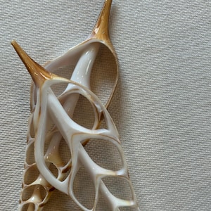 Könnte beinhalten: Zwei weiße und braune Muscheln mit filigranen, durchbrochenen Designs. Die Muscheln sind zart und haben ein natürliches, organisches Aussehen.