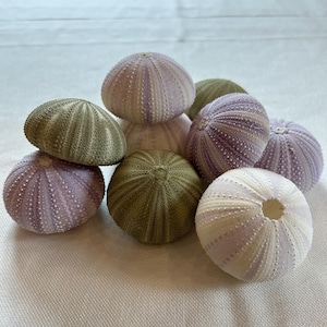 Puede incluir: Un grupo de ocho erizos de mar en tonos de morado, verde y blanco. Los erizos de mar están dispuestos en una pila sobre una superficie blanca.