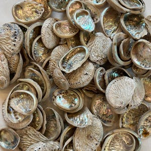 Bébés ormeaux, mini ormeaux, ormeaux XS, petits ormeaux, ormeau, coquille d'ormeau, ormeau naturel, ormeau naturel, coquille de nacre