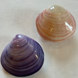 Op de afbeelding: Twee schelpen met een draaiende structuur. De ene schelp is paars en de andere is roze.