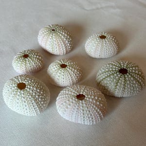 May include: Seven sea urchin shells with a textured, dotted surface. The shells are mainly white with touches of pink and green, and a dark brown centre. The shells are arranged on a white surface.