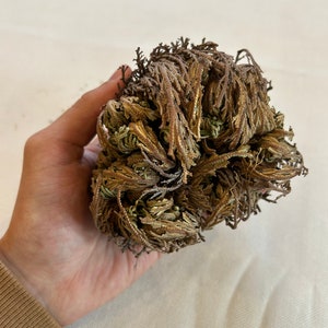 Rosa di Gerico, Rosa del deserto, Rosa di Gerico, Rosa di Gerusalemme, Rosa di Maria, Pianta della Resurrezione, Rosa naturale