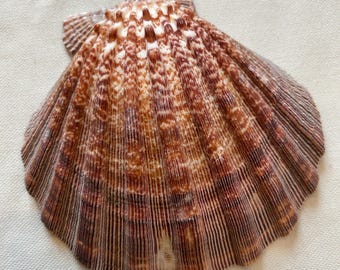 Jakobsmuschel, Pilgermuschel, Pecten Muschel, Kamm-Muschel, Meeresmuschel, Muschel, Maritime deko, Muschel deko, natürliche Muschel