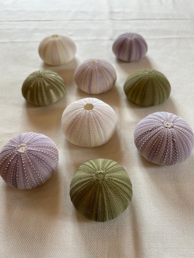 Puede incluir: Nueve erizos de mar en varios tonos de morado y verde. Los erizos de mar est&aacute;n dispuestos en c&iacute;rculo sobre una superficie blanca.