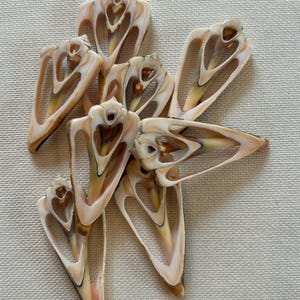 May include: A group of eight brown and white seashells with intricate patterns. The shells are shaped like triangles with a heart-shaped opening in the centre.