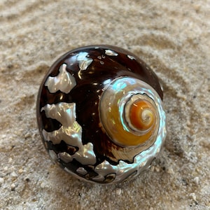 Op de afbeelding: Een bruine en iriserende schelp met een spiraalvormig patroon en een wit en oranje centrum.