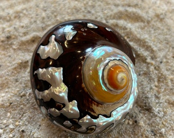 Turbo sarmaticus, hermit crab, mussel, sea shell, South African turban, giant turban, snail shell, shell decoration