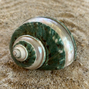 Könnte beinhalten: Eine grüne und weiße Muschel mit einem perlmuttartigen, irisierenden Inneren. Die Muschel hat ein spiralförmiges Muster und liegt auf einem Sandbett.