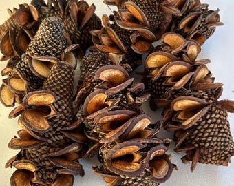 Leña Banksia, Banksia Feuerholz, Holziger Banksia, Banksia Menziesii, Naturzapfen, Zapfen, Naturdeko