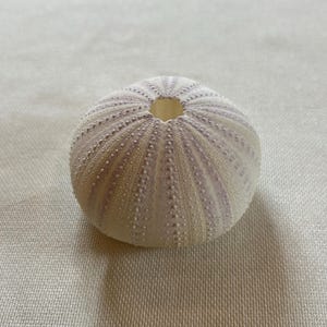 Puede incluir: Una concha de erizo de mar blanca con rayas moradas. La concha es redonda y tiene un peque&ntilde;o agujero en el centro.