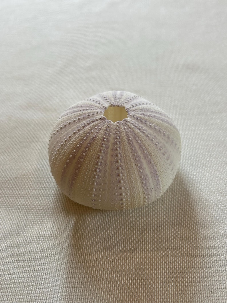 Puede incluir: Una concha de erizo de mar blanca con rayas moradas. La concha es redonda y tiene un peque&ntilde;o agujero en el centro.