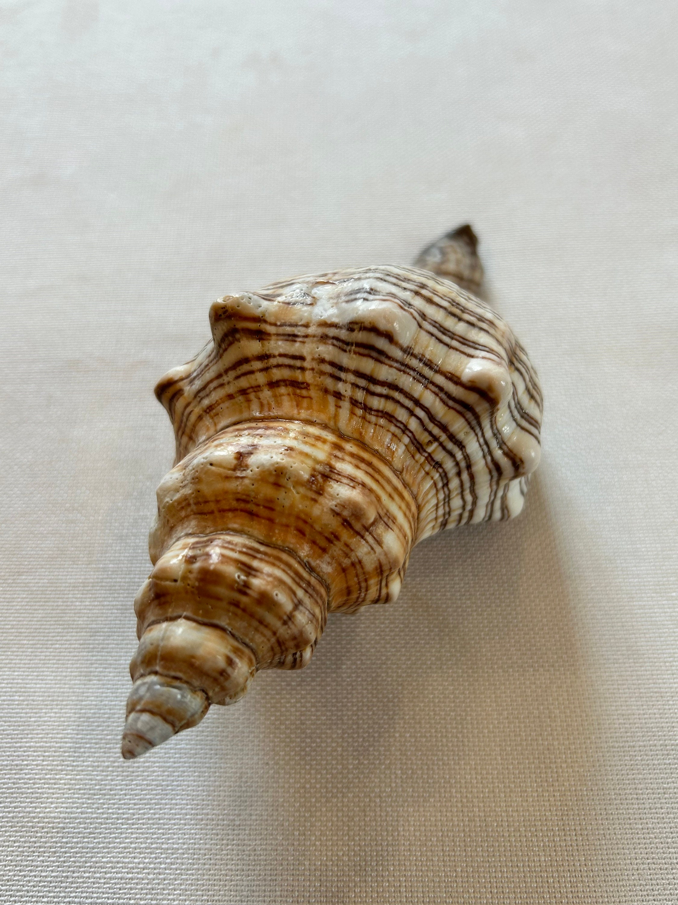 Trapezoid Snail, Trapezoid Snail, Fasciolaria Trapezium, Sea Mussel ...