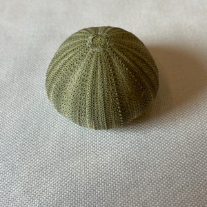 Puede incluir: Una concha de erizo de mar verde con una superficie texturizada.