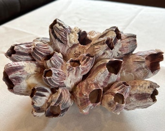barnacles, barnacle, barnacle cluster, Balanidae, crabs, barnacles, coral, sea coral, mussel
