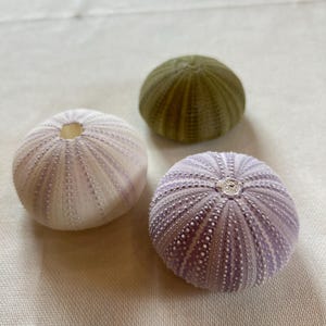 Puede incluir: Tres erizos de mar, uno verde y dos morados, sobre un fondo blanco.