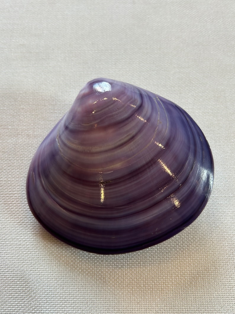 Codakia, Codakia Shell, Codakia Shell Polished, Shell Shell, Shell ...