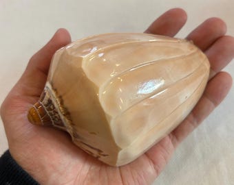 Voluta, volute snail, decorative shell, Cymbiola Nobilis, sea shell, shell, maritime decoration, shell decoration, natural decoration