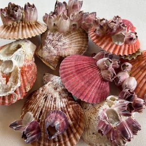 May include: A collection of seashells in various colors, including shades of pink, orange, and brown. Some shells have barnacles attached. The shells are arranged on a light-colored surface, creating a natural, coastal theme.