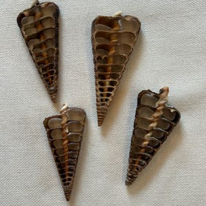 Könnte beinhalten: Vier braune Muscheln mit einem Spiralmuster. Die Muscheln sind unten spitz und haben ein gitterartiges Design.