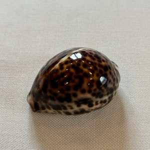 Puede incluir: Una concha marrón y blanca con un patrón de manchas.