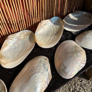 Cozza d'acqua dolce, cozza madreperla, conchiglia, cozza bianca, vongola gigante, portasapone, portagioie