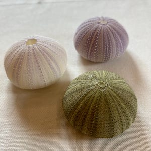 Puede incluir: Tres conchas de erizo de mar, una es p&uacute;rpura y blanca, otra es verde y la &uacute;ltima es blanca con rayas p&uacute;rpuras.