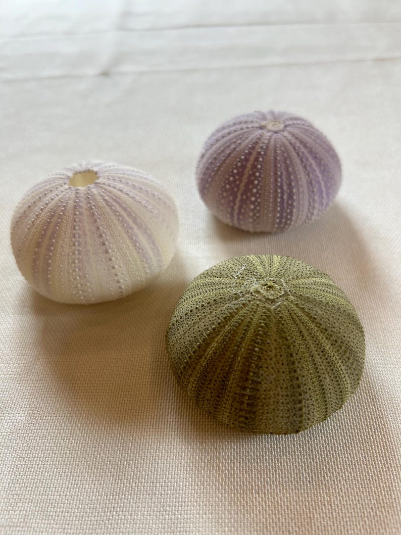 Puede incluir: Tres conchas de erizo de mar, una es p&uacute;rpura y blanca, otra es verde y la &uacute;ltima es blanca con rayas p&uacute;rpuras.
