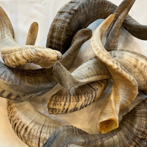 May include: A collection of six brown and tan animal horns. The horns are curved and have a rough, textured surface.