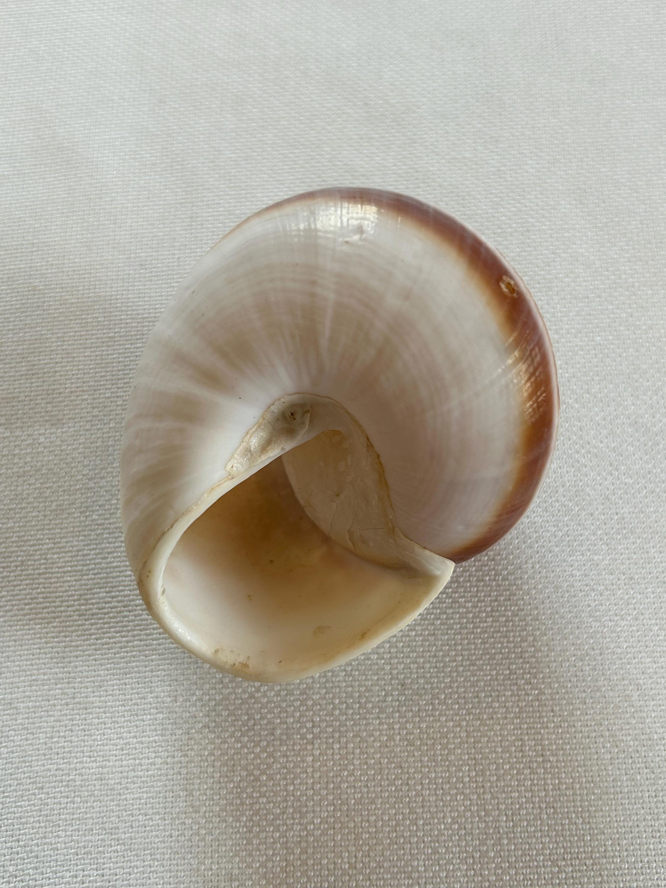 Mammoth Snail, Lamarkiana Snail, Ryssota Lamarckiana, Giant Land