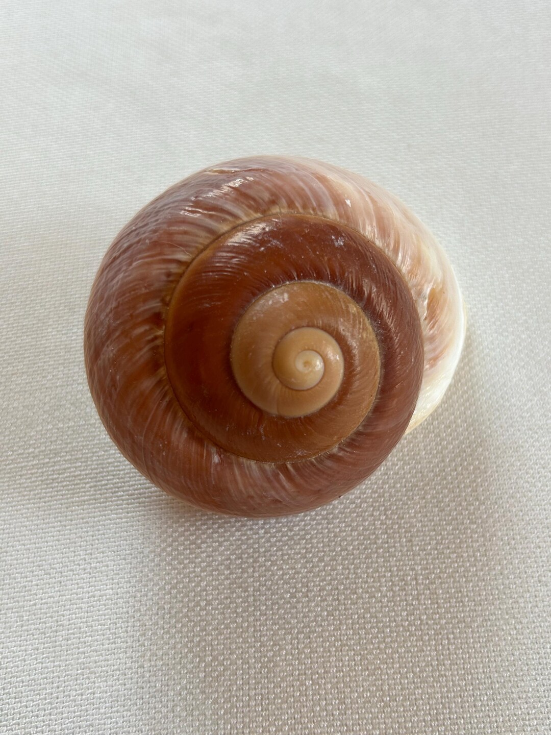 Mammoth Snail, Lamarkiana Snail, Ryssota Lamarckiana, Giant Land