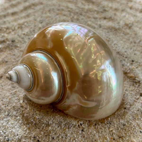 Turbo burgos, Turbo burgos white, sea shell, shell, large shell, Turbo marmoratus, snail shell, shell decoration