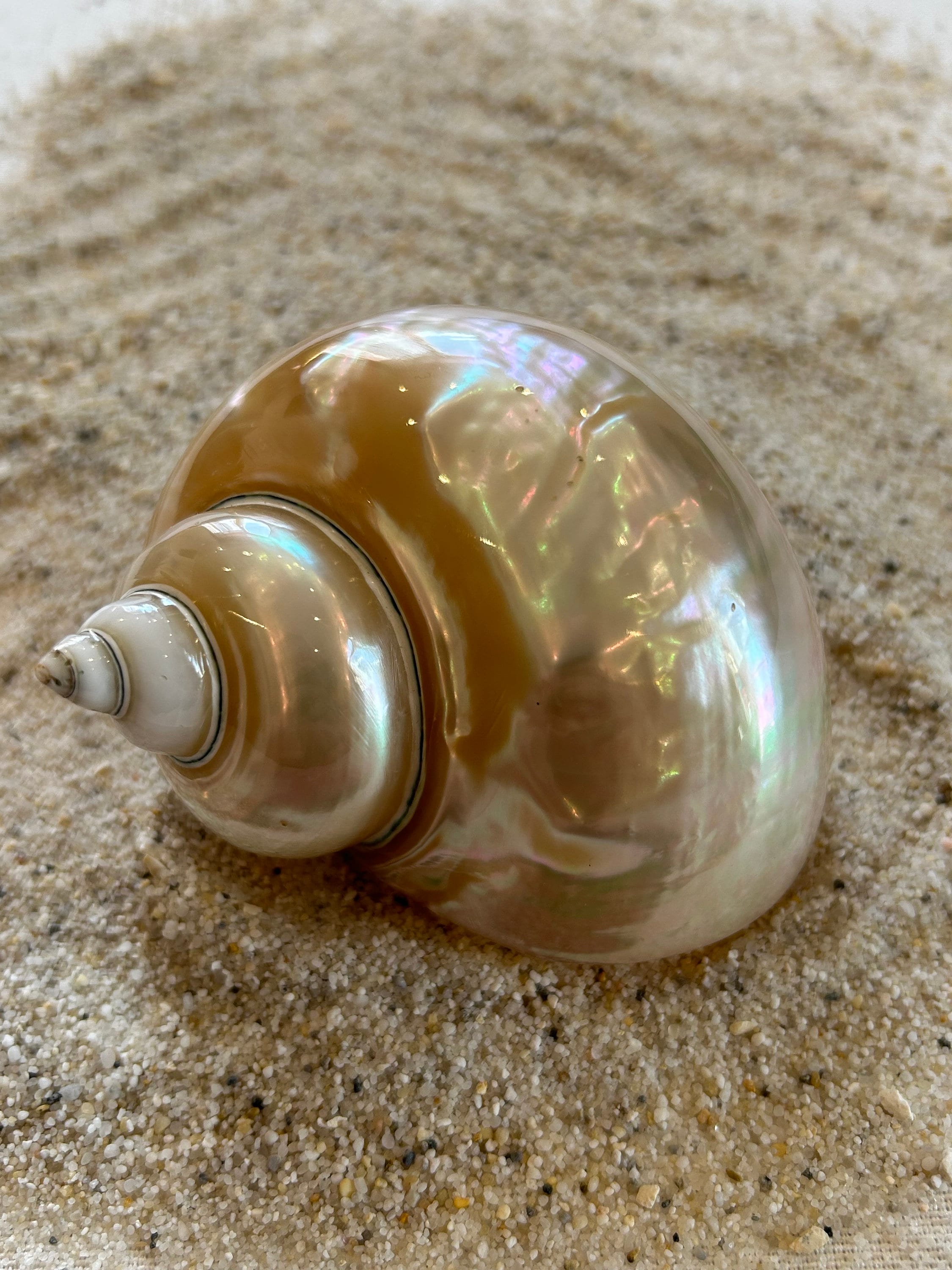 Conchiglia Con Una Collana Di Perle Fotografia Stock - Immagine: 11130164 Conchiglia Con Una Collana Di Perle Fotografia Stock - Immagine: 11130164
