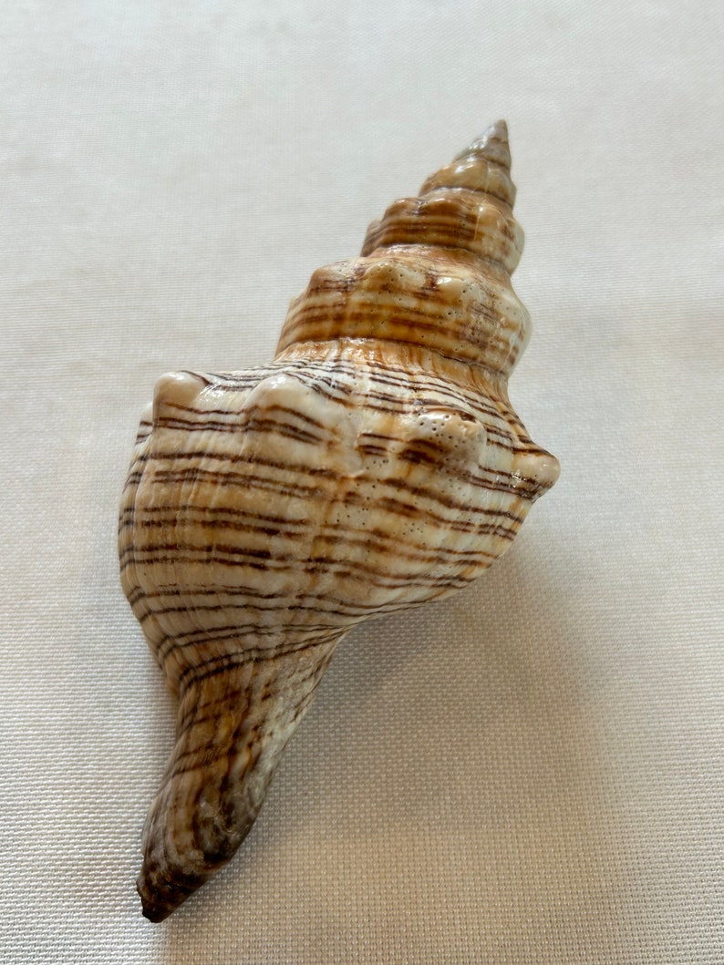Trapezoid Snail, Trapezoid Snail, Fasciolaria Trapezium, Sea Mussel ...