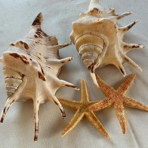 May include: Two large, cream-coloured seashells with brown markings and spiky protrusions are displayed alongside two orange starfish. The shells have a spiral shape, and the starfish have five arms. The items are arranged on a light-coloured surface.