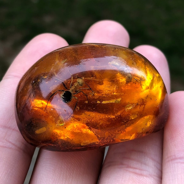 Amber with Rare Spider and 2 Ant Insects trapped for Million Years | Fossil Inclusion in Baltic Amber Stone Amber with Spider Ant Inside